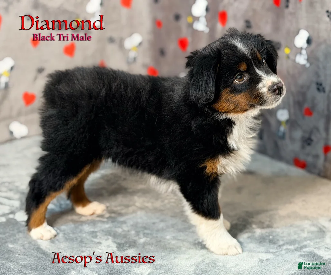 Toy Australian Shepherd dogs for sale: Diamond - Ad 3