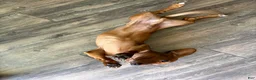 Dachshund dogs for sale: Dachshund Puppy 1 - Ad 3