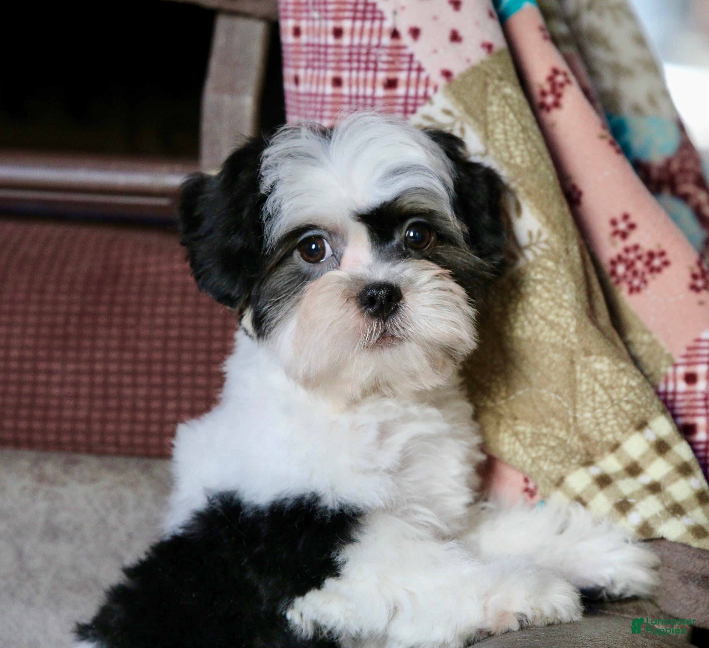 Shihpoo dogs Oliver - Ad 1
