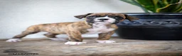 Boxer dogs for sale: Monty - Ad 4