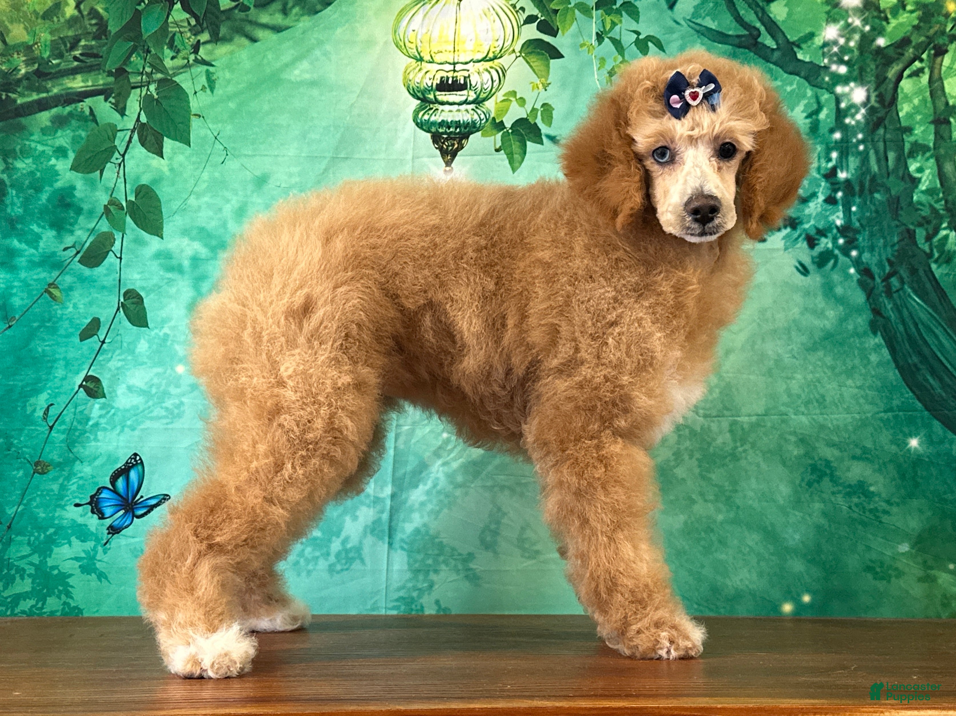 Miniature Poodle dogs Raya - Ad 2