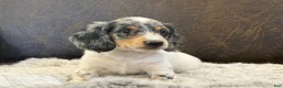 Miniature Dachshund dogs for sale: Stetson - Ad 5