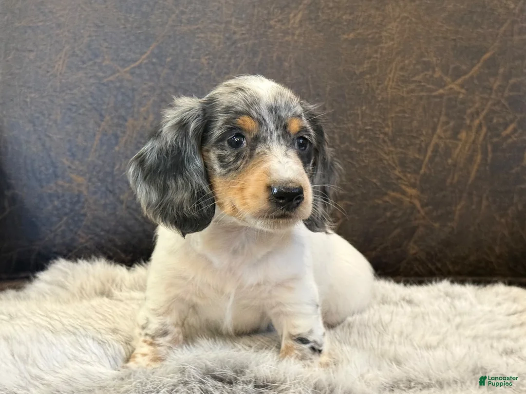 Miniature Dachshund dogs for sale: Stetson - Ad 5