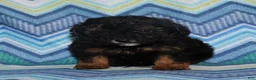 Miniature Poodle dogs for sale: Harlee’s phantom male - Ad 9