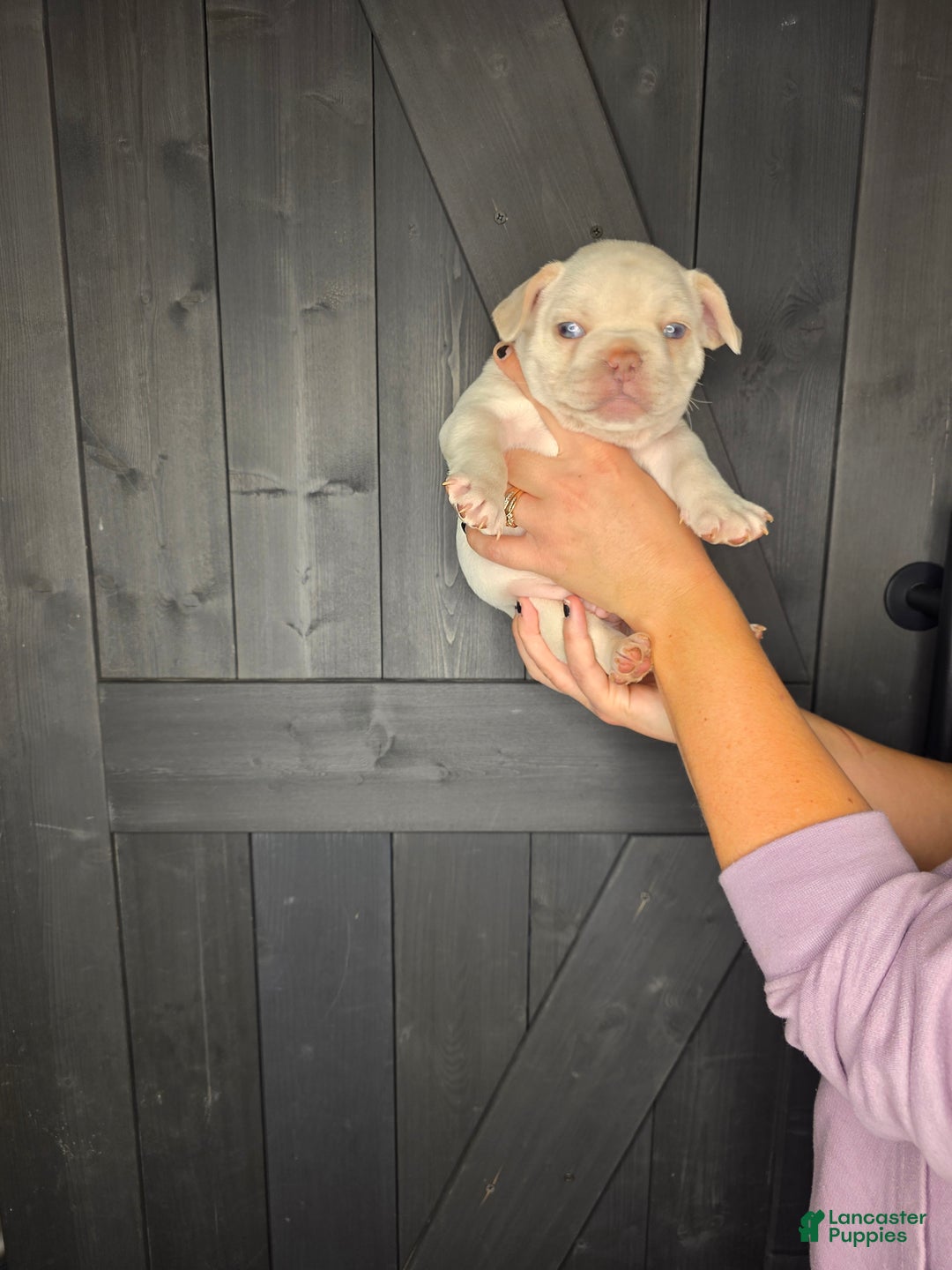 French Bulldog dogs for sale: French Bulldog Puppy 1 - Ad 7