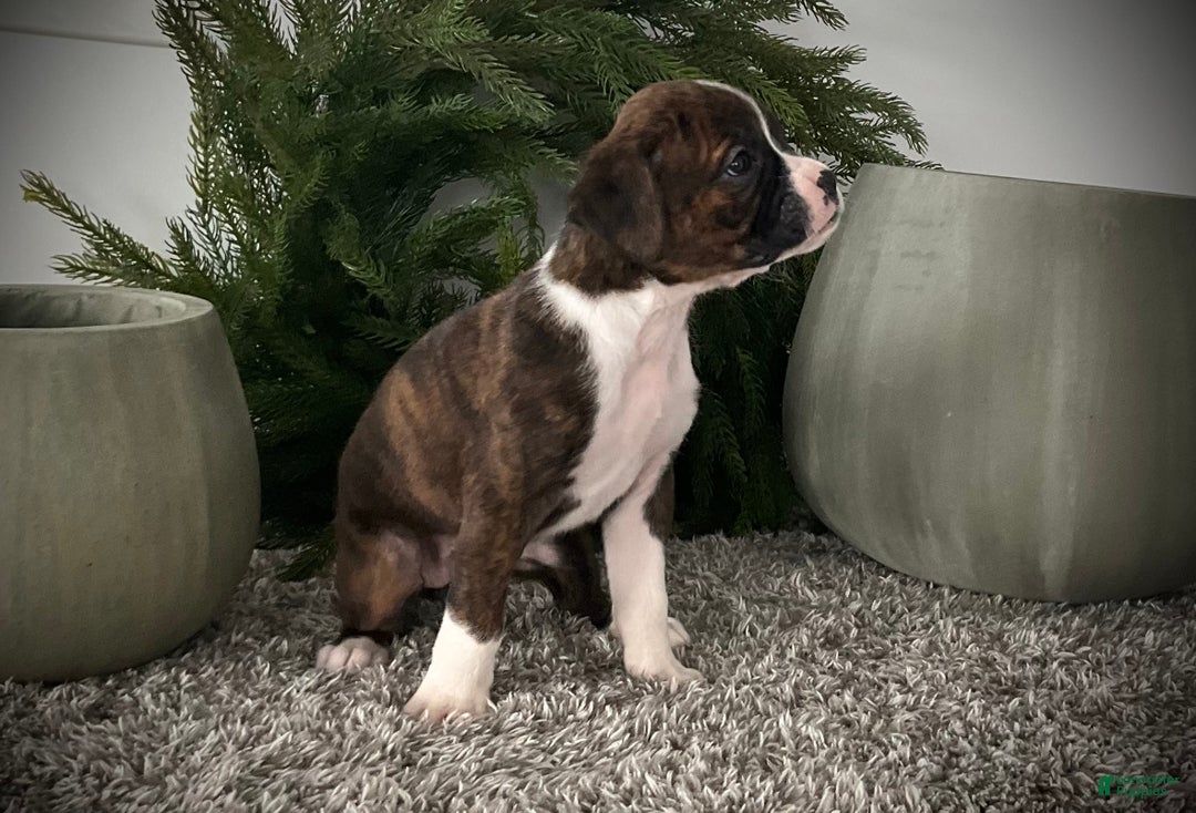 Boxer dogs for sale: Becca - Ad 10