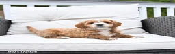 Mixed Breed dogs for sale: Peanut  - Ad 4