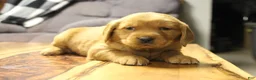 Golden Retriever dogs for sale: Ryder - Ad 7