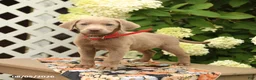 Labrador Retriever dogs for sale: Mars  - Ad 2