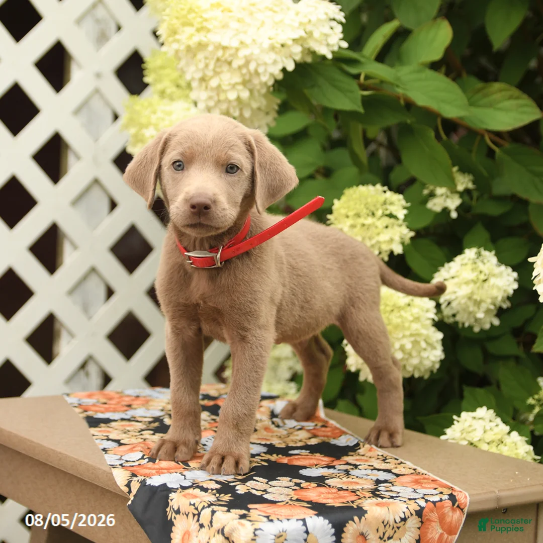 Labrador Retriever dogs for sale: Mars  - Ad 2