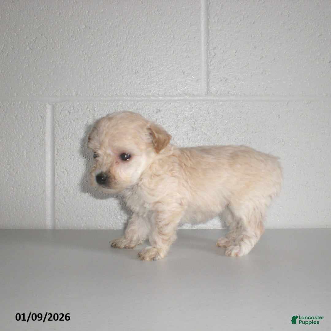 Yorkiepoo dogs for sale: Kelly - Ad 18
