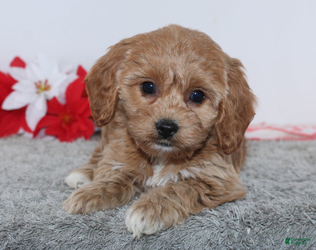 Cockapoo dogs for sale: Ginger - Ad 4