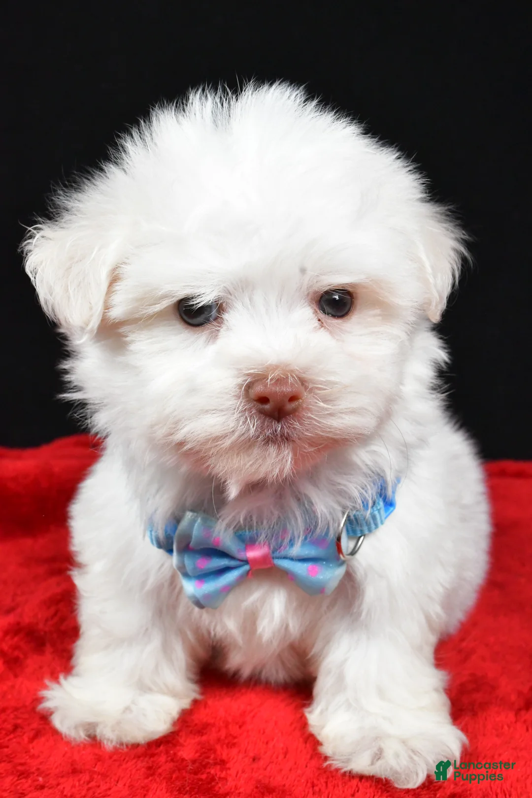 Havanese dogs for sale: Zach - Ad 6