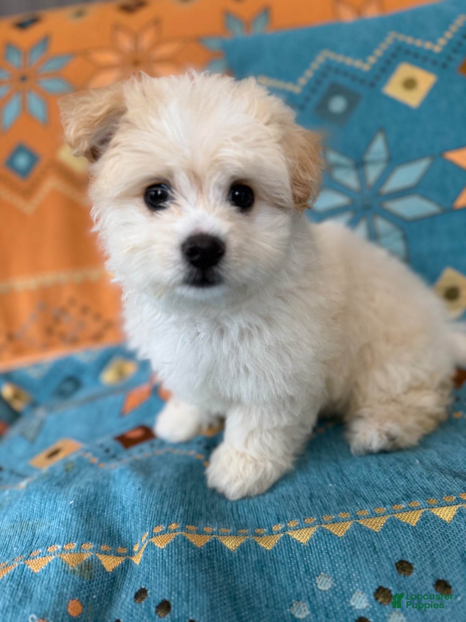 Maltipoo dogs Maltipoo Puppy 1 - Ad 1