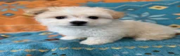 Maltipoo dogs for sale: Maltipoo Puppy 1 - Ad 1
