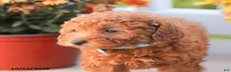 Miniature Poodle dogs for sale: Ray - Ad 10