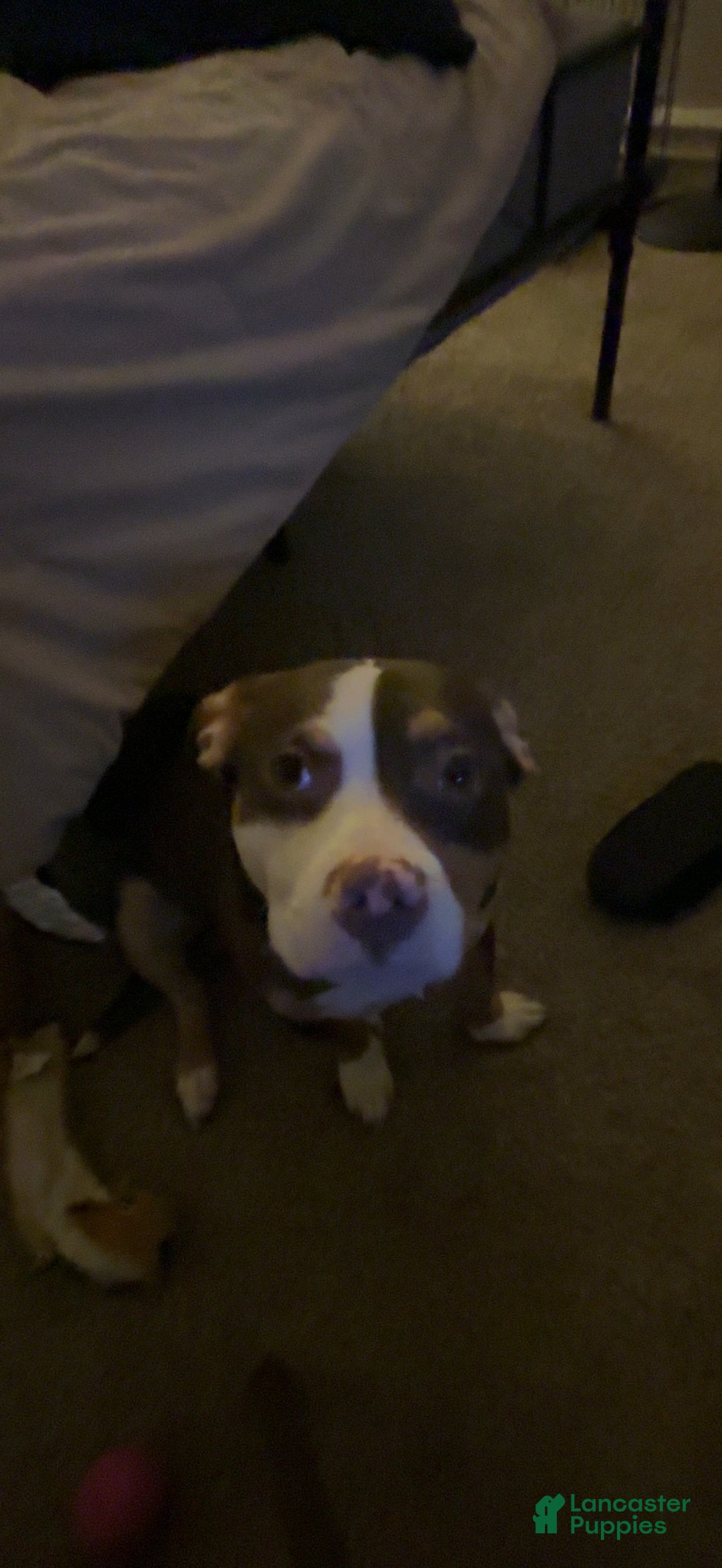 American Pit Bull Terrier dogs for sale: American Pit Bull Terrier Puppy 1 - Ad 5