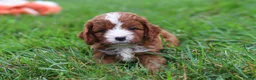 Cavapoo dogs for sale: Wilma - Ad 8