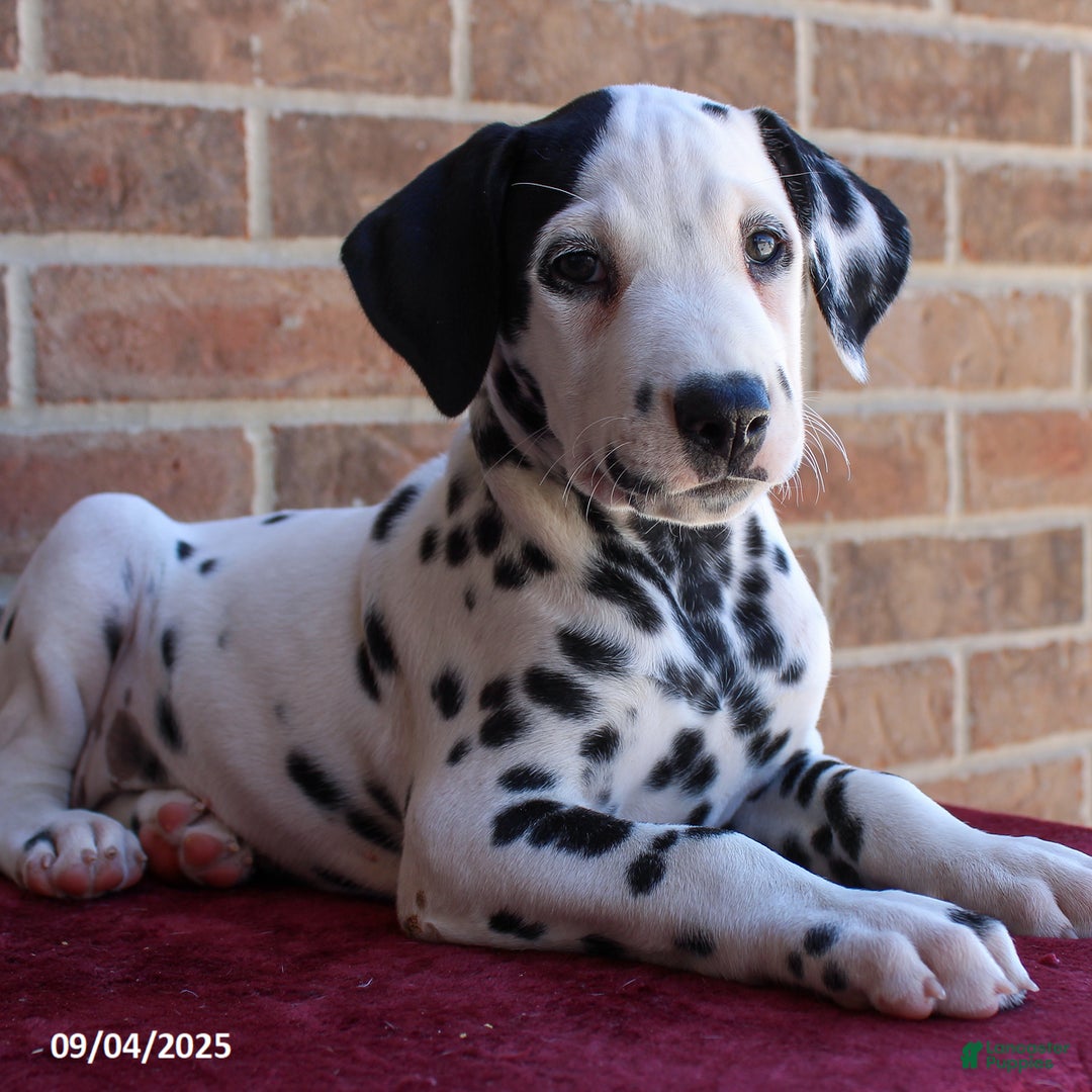 Blue Eyed Dalmatian Working Dog Dalmatian Puppies Blue Eyes Cute