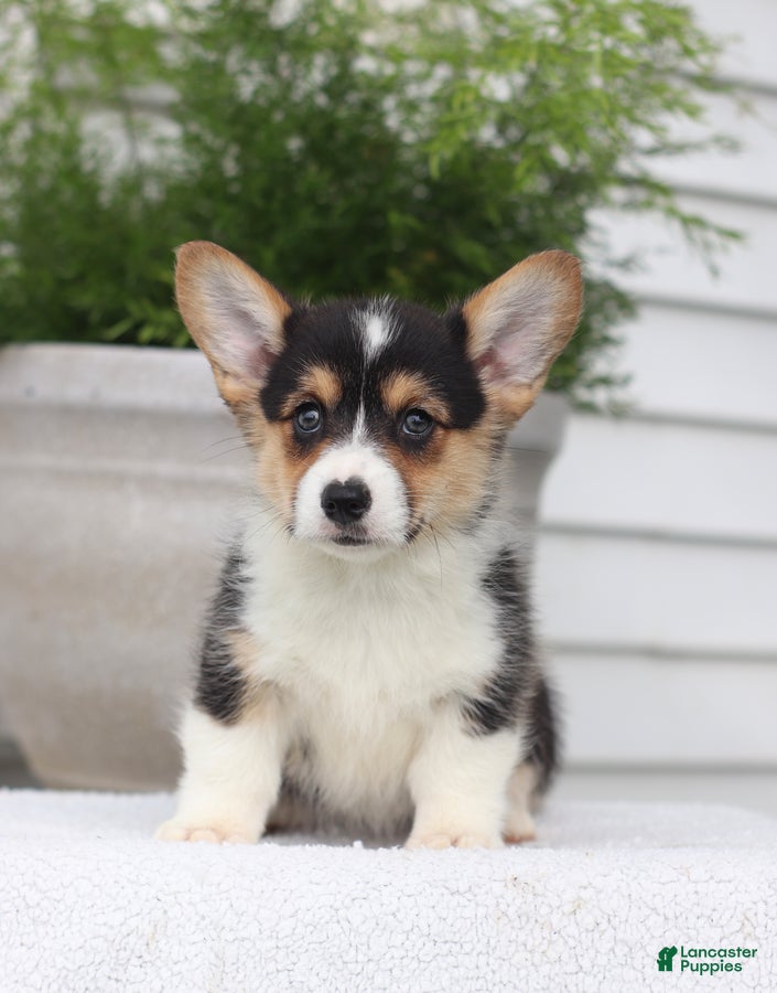 Welsh Corgi Pembroke dogs Tilly - Ad 1