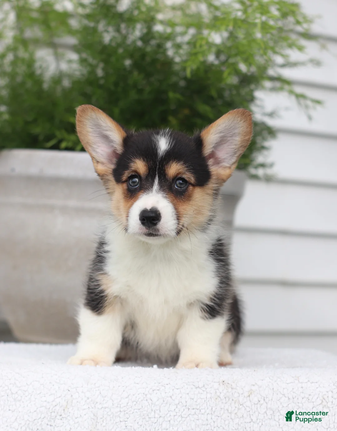 Welsh Corgi Pembroke dogs for sale: Tilly - Ad 1