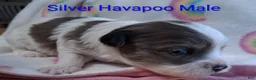 Havapoo dogs for sale: Silver/White - Ad 3