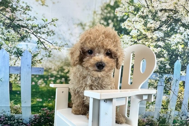 Maltipoo dogs Noah - Ad 1