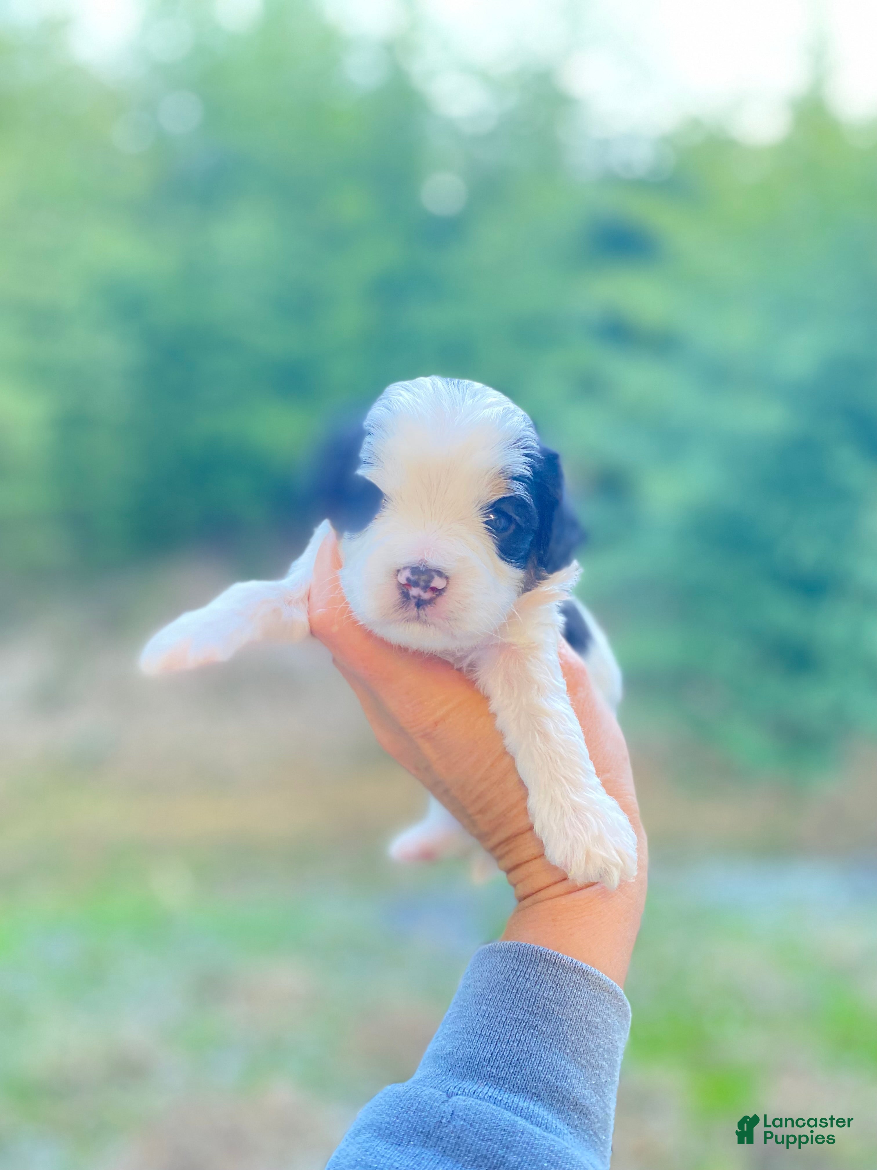 Cavapoo dogs Cavapoo Puppy 3 - Ad 29