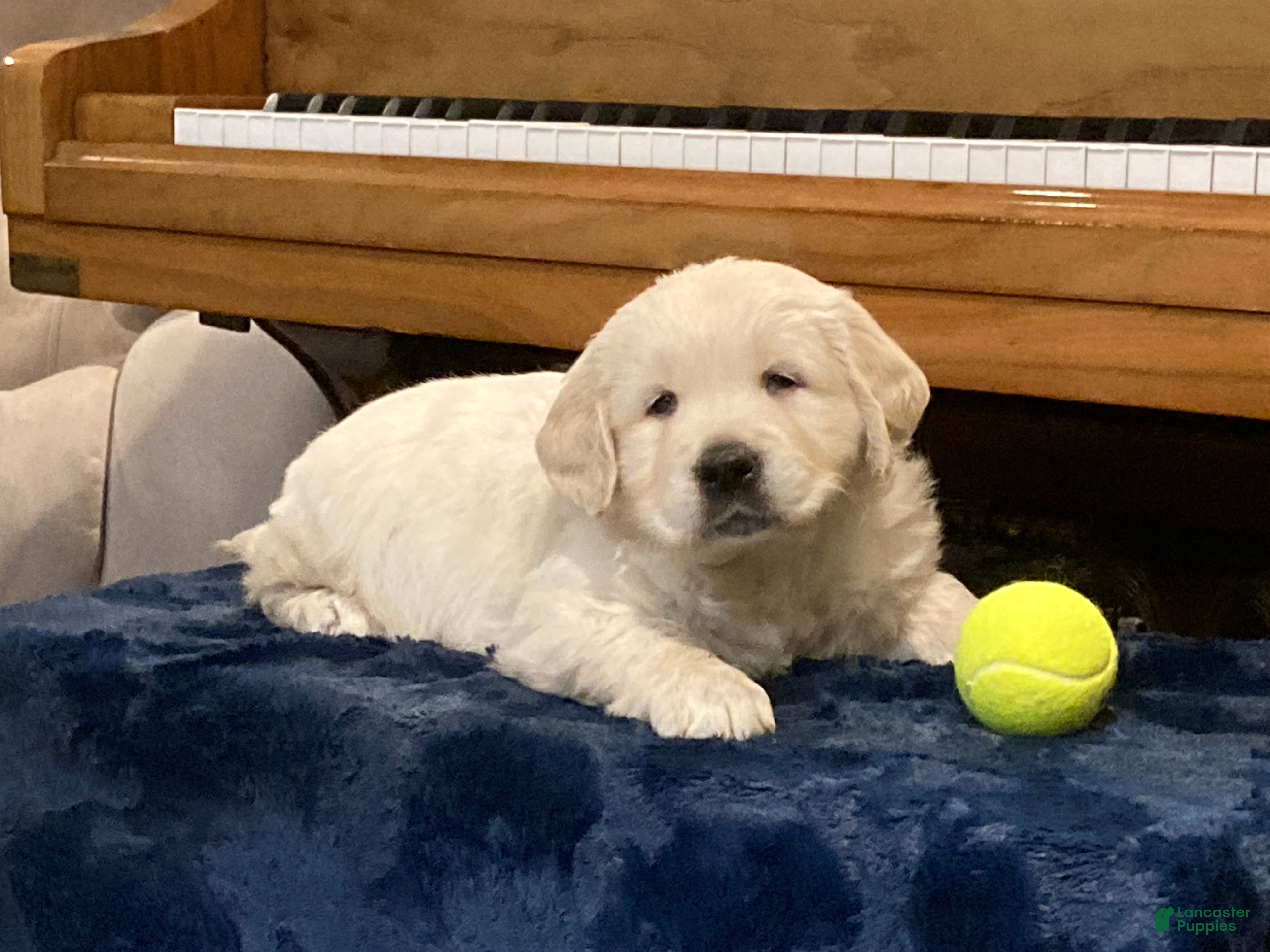 Golden Retriever dogs Charlie - Ad 1