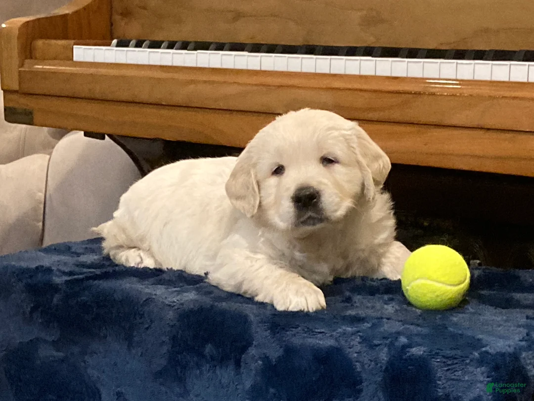 Golden Retriever dogs for sale: Charlie - Ad 1