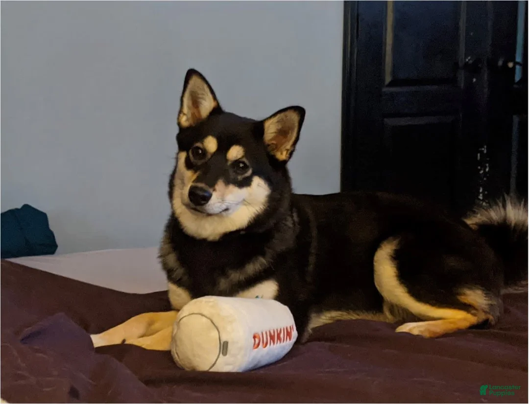 Gallery Image {{count}}