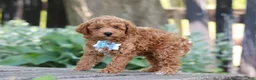 Miniature Poodle dogs for sale: Sawyer - Ad 3