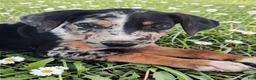 Catahoula Leopard Dog dogs for sale: MS 2026 Female 1 - Ad 7