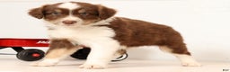 Miniature Australian Shepherd dogs for sale: Randy - Ad 9