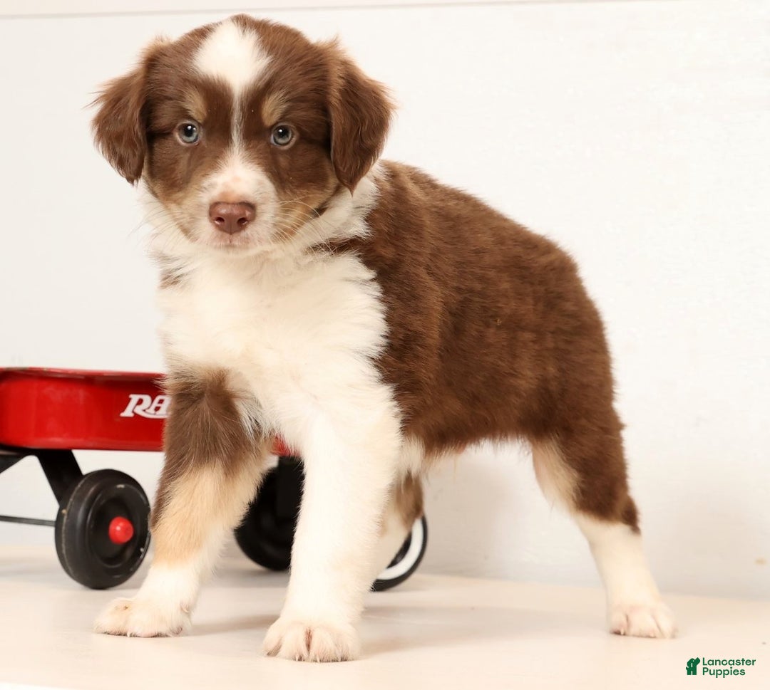 Miniature Australian Shepherd dogs for sale: Randy - Ad 9