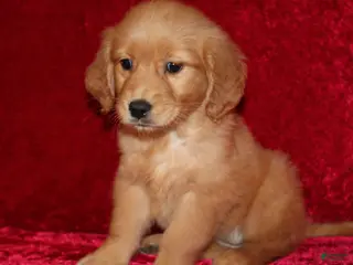 Golden Retriever dogs Summer AKC OFA - Ad 28