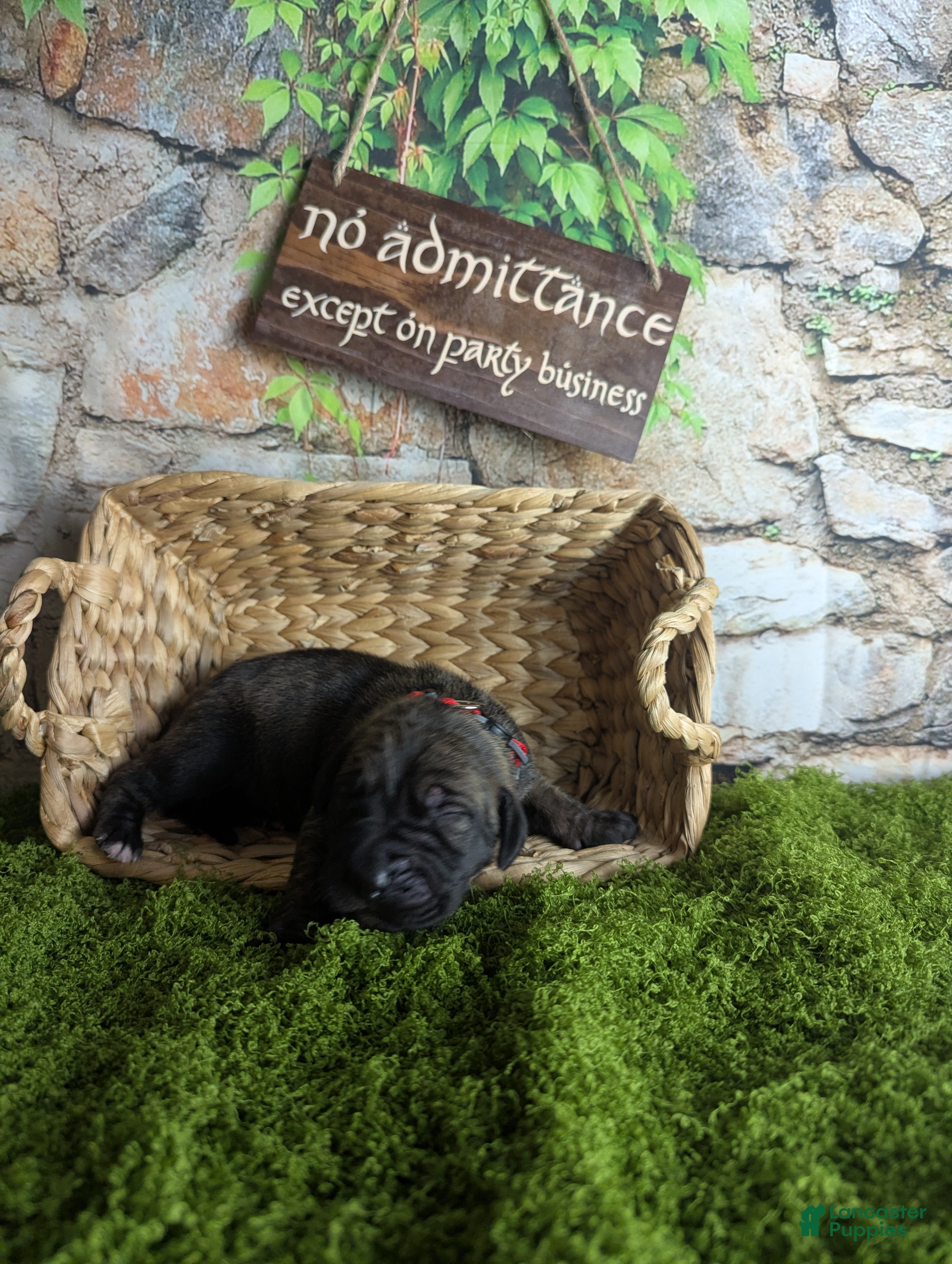 Great Dane dogs Aragorn Brindle Male Great Dane Puppy  - Ad 34