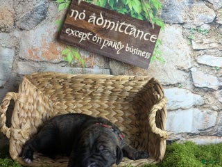 Great Dane dogs Aragorn Brindle Male Great Dane Puppy - Ad 24