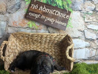 Great Dane dogs Aragorn Brindle Male Great Dane Puppy - Ad 8