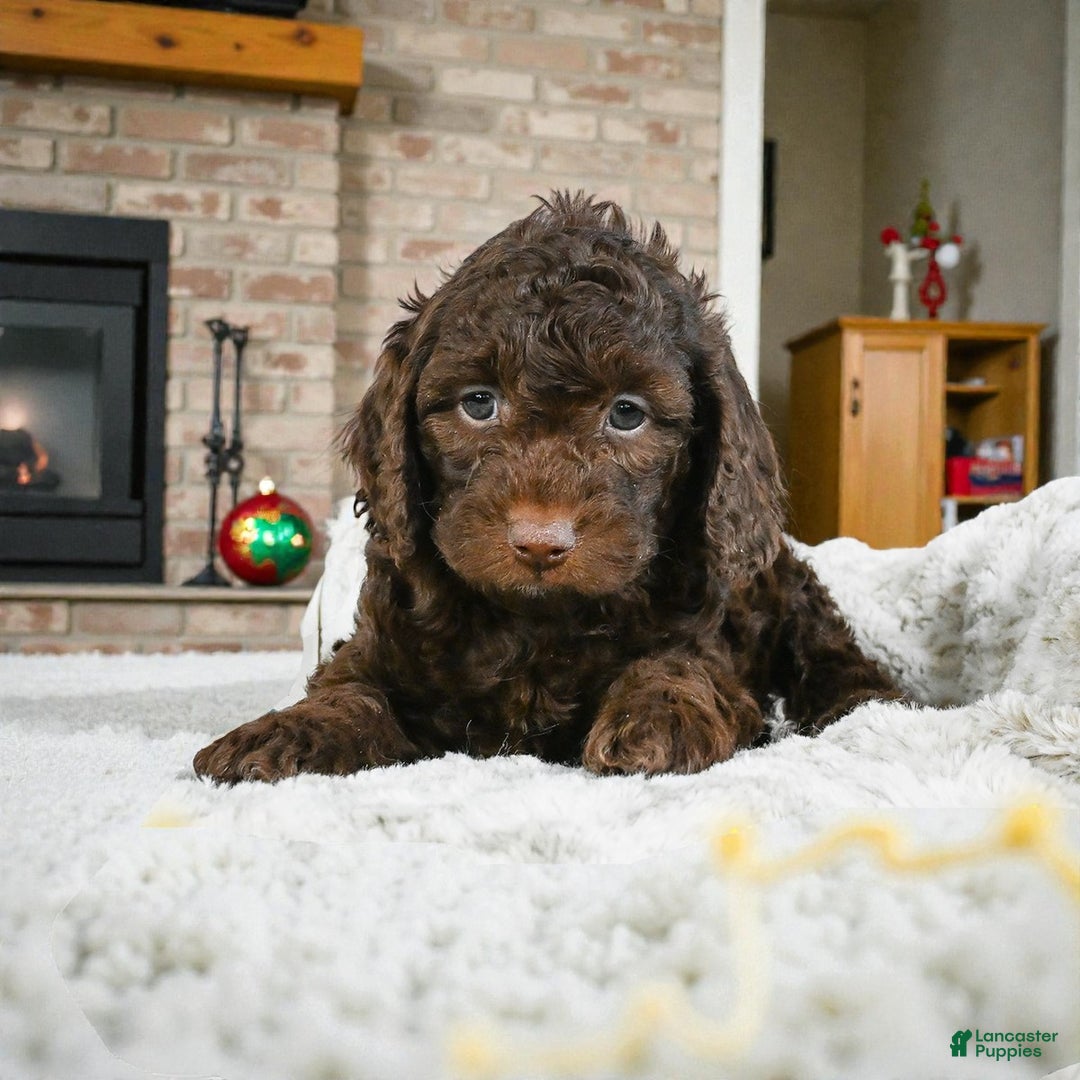 Cockapoo dogs for sale: chester - Ad 7