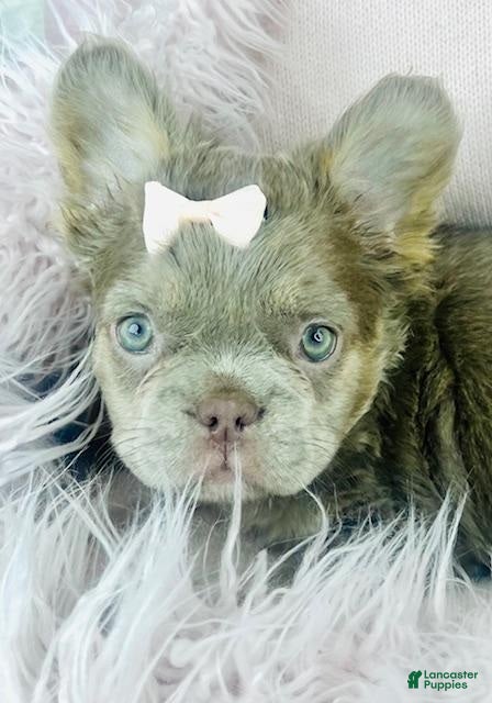 French Bulldog dogs French Bulldog Puppy 1 - Ad 6