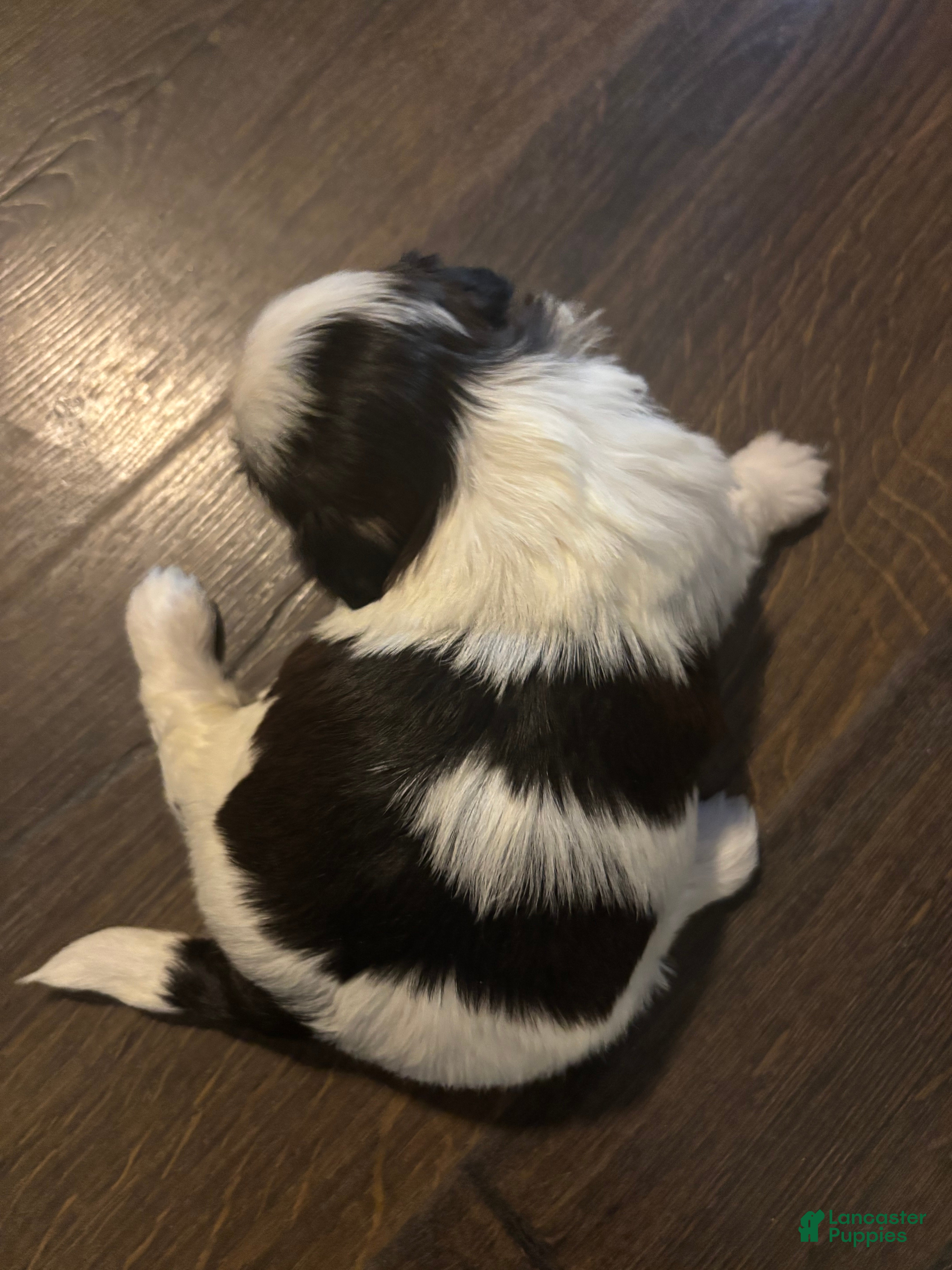 Shih Tzu dogs Leo - Ad 2