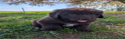 Newfoundland dogs for sale: Harper - Ad 6