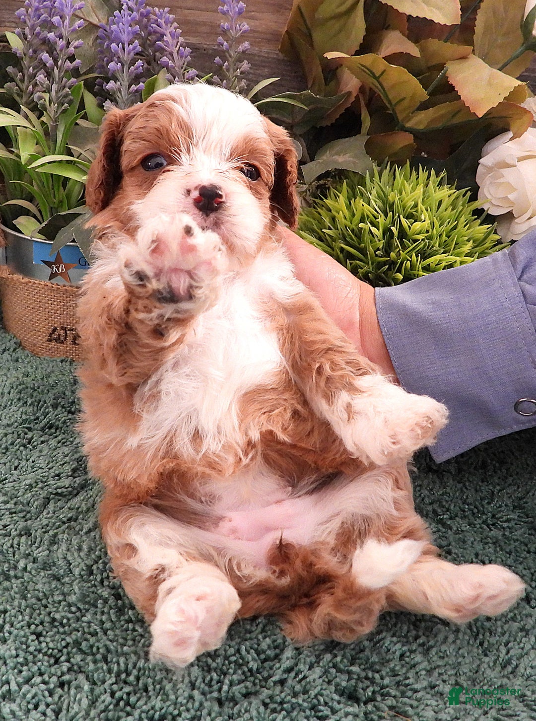 Cavapoo dogs for sale: Cavapoo Female #4 (Autumn's) - Ad 5