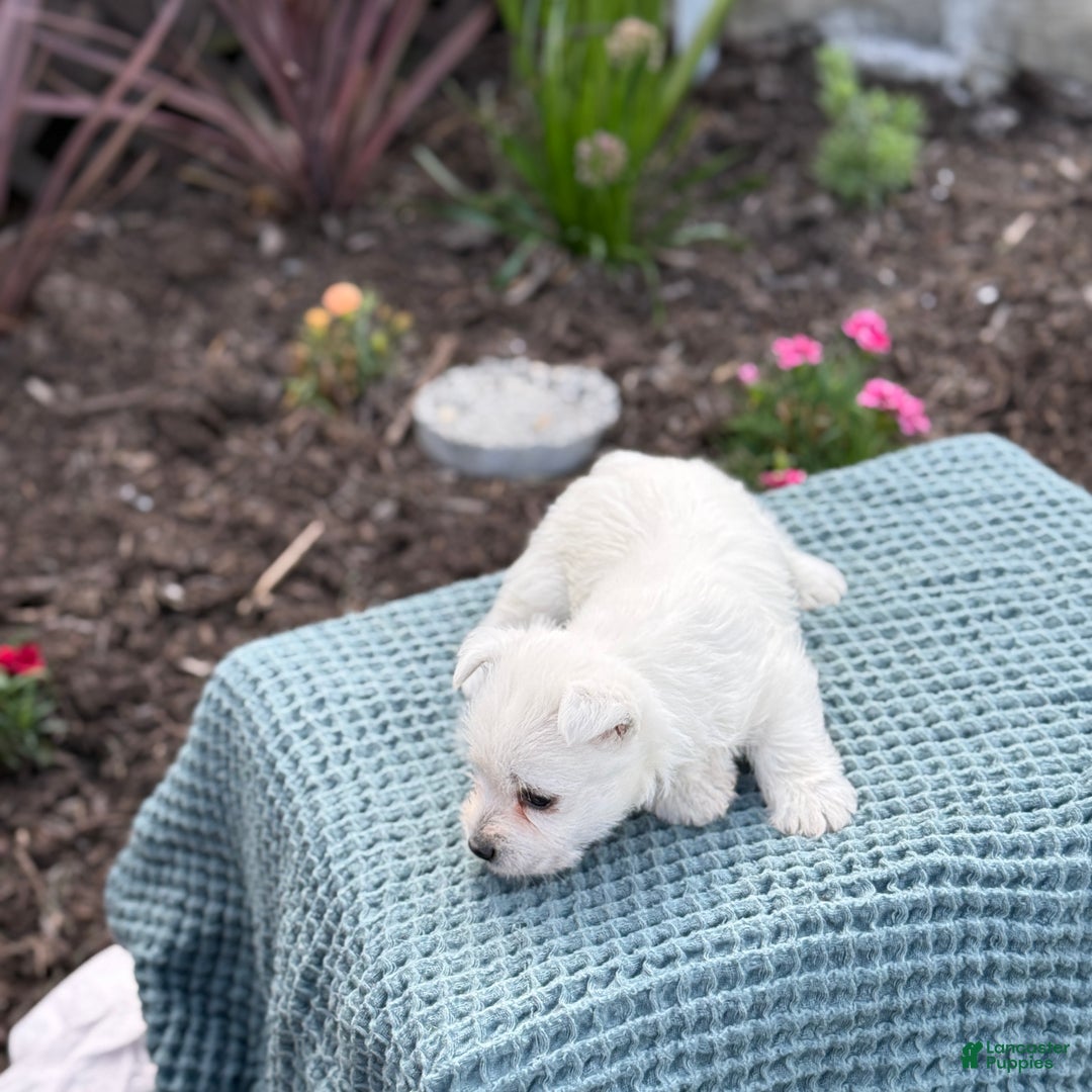West Highland Terrier dogs for sale: Fancy - Ad 20