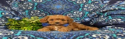 Cavapoo dogs for sale: Everett - Ad 5