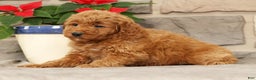 Mini Goldendoodle dogs for sale: Eden - Ad 4