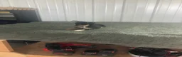 Chihuahua dogs for sale: Akc Jake - Ad 4
