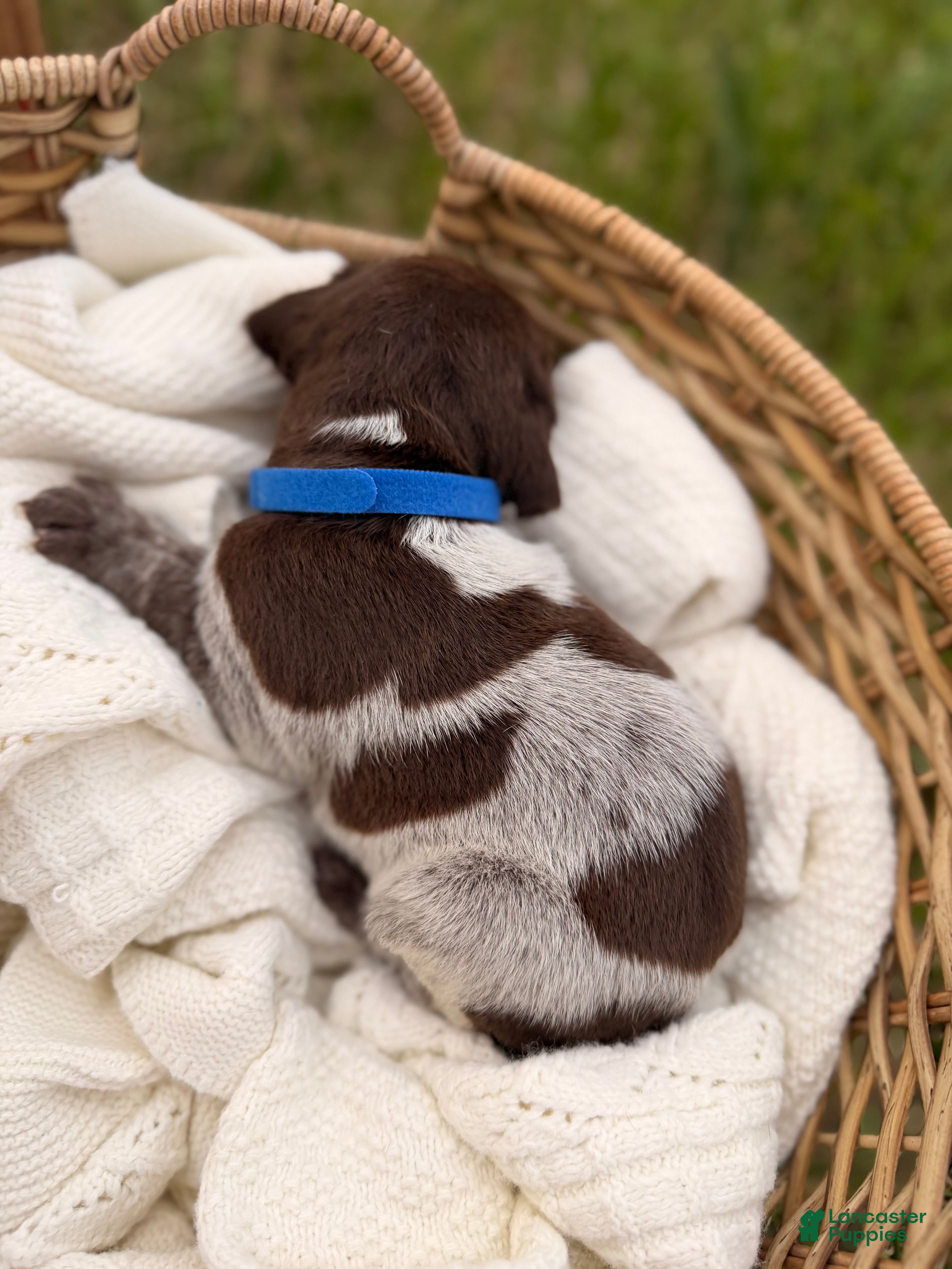 German Shorthaired Pointer dogs Baylor - Ad 2