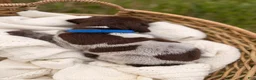 German Shorthaired Pointer dogs for sale: Baylor - Ad 2